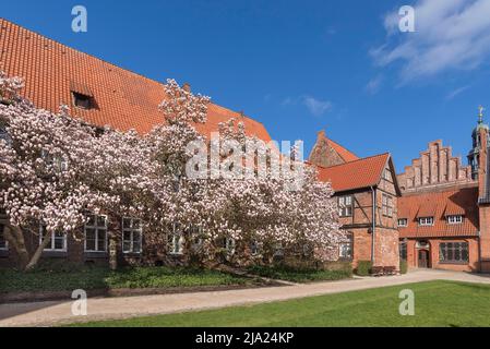 Magnolie fiorite (Magnolia), tulipani nel giardino del municipio, Lueneburg, bassa Sassonia, Germania Foto Stock