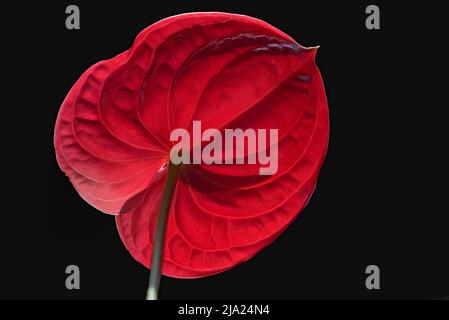 Fiore di un grande flamingo fiore (Anthurium andraeanum) su sfondo nero, studio fotografia, Baviera, Germania Foto Stock