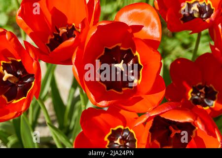 Primo piano di tulipani rossi in fiore con pistils e timens. Immagine vista dall'alto con messa a fuoco selettiva. Foto Stock