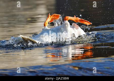 Oca domestica (Anser anser domesticus) bagni con piedi in su, Lahn, Wetzlar, Assia, Germania Foto Stock