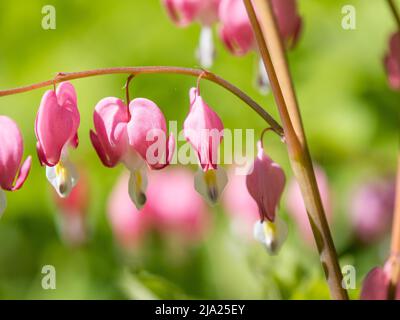 Cuore piangente, anche lamprocapnos (Lamprocapnos spectabilis), Herzellstock, Leoben, Stiria, Austria Foto Stock