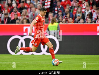 Azione Robert Lewandowski FC Bayern Monaco FCB sulla palla, di fronte al logo Audi, Allianz Arena, Monaco, Baviera, Germania Foto Stock