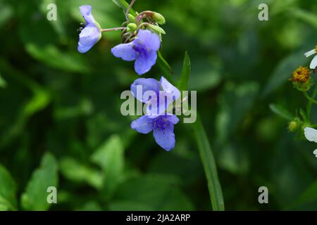 Fiore di Spiderwort blu pianta selvaggia originaria della Florida USA grande per le api Foto Stock