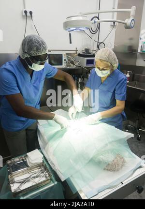 Veterinari durante il funzionamento in una clinica veterinaria Foto Stock