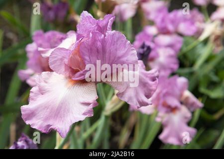 Iris "Wild Irish rose". Foto Stock