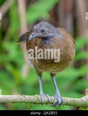 Chachalaca a testa grigia (Ortalis cinereiceps) arroccato su un ramo in Costa Rica Foto Stock