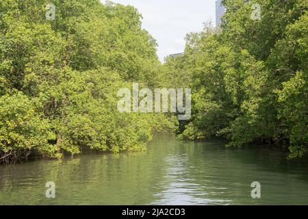 Foresta di mangrovie lungo la linea costiera a Singapore Foto Stock