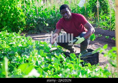 Agricoltore afroamericano che raccoglie cetrioli in giardino Foto Stock