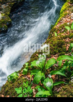 Aglio selvatico, Allium ursinum sul torrente Foto Stock