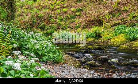 Aglio selvatico, Allium ursinum sul torrente Foto Stock