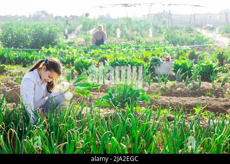 Adolescente ragazza sta raccogliendo cipolle verdi in orto Foto Stock