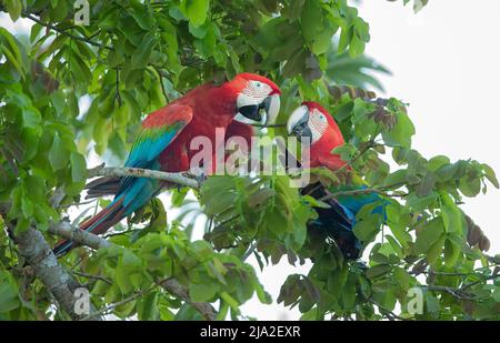 Scarlatto Macaw (Ara macao) coppia in albero Foto Stock