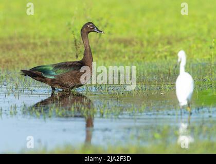 Anatra moscovita (Cairina moschata) in palude Foto Stock