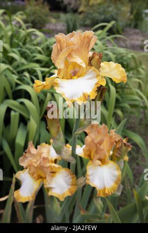 Iris 'Ginger swirl'. Foto Stock