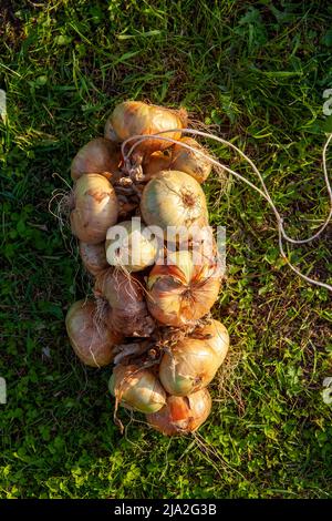 legato e confezionato per la raccolta invernale di cipolle, raccolta di cipolle in grandi quantità sull'erba prima del trasporto al magazzino Foto Stock