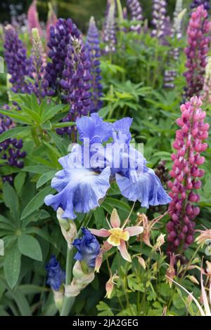 Iris 'Yaquina Blue' che cresce insieme a fiori di lupino e colombino in un giardino colorato. Foto Stock