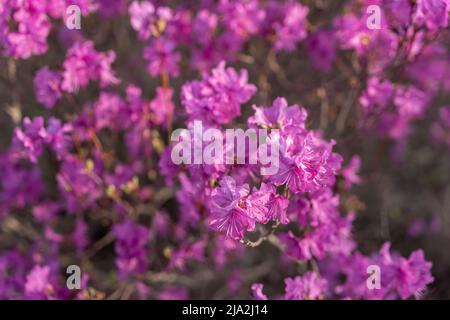 Primo piano - su di fiori di Rhodendron dauricum. Nomi popolari rosmarino, maral. Russia. Vladivostok Foto Stock