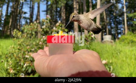 Primo piano di un nettare da bere di colibrì da un alimentatore manuale. Foto Stock