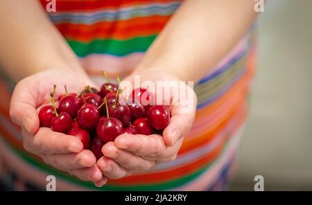 Ciliegina nelle mani. Frutta biologica. Gli agricoltori hanno a disposizione frutta appena raccolta. Ciliegie fresche biologiche. Foto sfocata, messa a fuoco selettiva Foto Stock