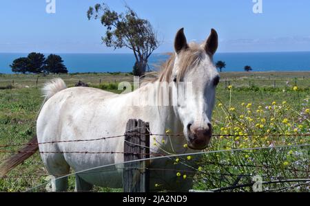 bianco cavallo ritratto mendcino coounty usa Foto Stock