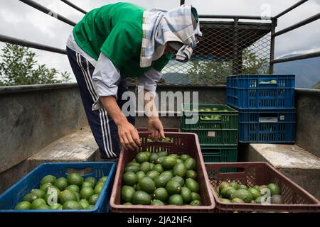 Un lavoratore carica un camion con avocado scatole durante il raccolto presso 'la Regadaa' fattoria a Salgar. La produzione di avocado nella regione dell'Antioquia in Colombia è in rapida espansione sin dall'inizio della coltivazione di questo frutto nel 2014. Da 1.500 toni nel primo anno, hanno esportato più di 500.000 toni nel 2020, diventando il 4th maggiore produttore di questo frutto. Foto Stock