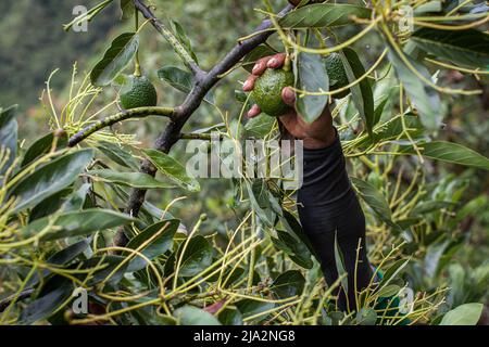 Un lavoratore sceglie un avocado da un albero sui 80 ettari di piantagione di avocado 'la Regada' a Salgar. La produzione di avocado nella regione dell'Antioquia in Colombia è in rapida espansione sin dall'inizio della coltivazione di questo frutto nel 2014. Da 1.500 toni nel primo anno, hanno esportato più di 500.000 toni nel 2020, diventando il 4th maggiore produttore di questo frutto. Foto Stock