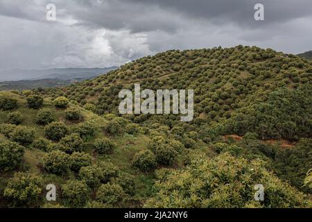 Salgar, Colombia. 13th Apr 2018. Vista generale della piantagione di avocado di 80 ettari 'la Regada' a Salgar. La produzione di avocado nella regione dell'Antioquia in Colombia è in rapida espansione sin dall'inizio della coltivazione di questo frutto nel 2014. Da 1.500 toni nel primo anno, hanno esportato più di 500.000 toni nel 2020, diventando il 4th maggiore produttore di questo frutto. (Foto di Eduardo Leal/SOPA Images/Sipa USA) Credit: Sipa USA/Alamy Live News Foto Stock