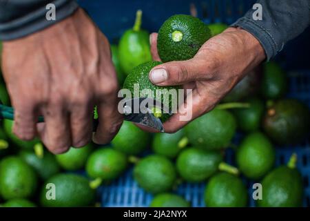 Salgar, Colombia. 16th Apr 2018. Un operaio taglia il gambo dell'avocado durante il raccolto presso la fattoria 'la Regadaa' a Salgar. La produzione di avocado nella regione dell'Antioquia in Colombia è in rapida espansione sin dall'inizio della coltivazione di questo frutto nel 2014. Da 1.500 toni nel primo anno, hanno esportato più di 500.000 toni nel 2020, diventando il 4th maggiore produttore di questo frutto. (Foto di Eduardo Leal/SOPA Images/Sipa USA) Credit: Sipa USA/Alamy Live News Foto Stock