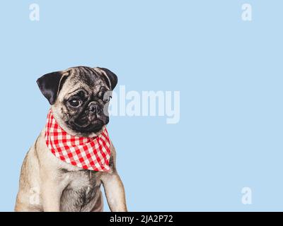 Amabile, carino cucciolo e sciarpa rossa. Primo piano, in ambienti interni. Foto studio, sfondo isolato. Concetto di cura degli animali domestici Foto Stock