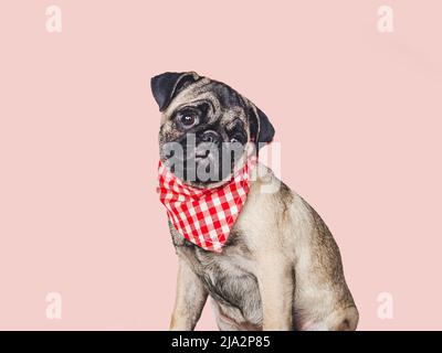 Amabile, carino cucciolo e sciarpa rossa. Primo piano, in ambienti interni. Foto studio, sfondo isolato. Concetto di cura degli animali domestici Foto Stock