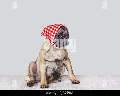 Amabile, carino cucciolo e sciarpa rossa. Primo piano, in ambienti interni. Foto studio, sfondo isolato. Concetto di cura degli animali domestici Foto Stock