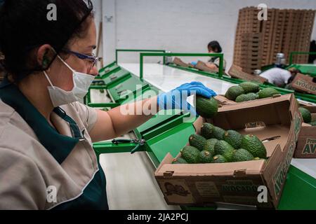 Caldas, Antioquia, Colombia. 11th Apr 2018. Un lavoratore riempie una scatola di avocado di 4 kg presso l'impianto di lavorazione "TROPY Fruits" di Caldas. La produzione di avocado nella regione dell'Antioquia in Colombia è in rapida espansione sin dall'inizio della coltivazione di questo frutto nel 2014. Da 1.500 toni nel primo anno, hanno esportato più di 500.000 toni nel 2020, diventando il 4th maggiore produttore di questo frutto. (Credit Image: © Eduardo Leal/SOPA Images via ZUMA Press Wire) Foto Stock