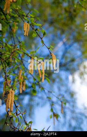 alberi di betulla nella stagione primaverile con molti orecchini durante la fioritura, natura primaverile con un albero di betulla Foto Stock