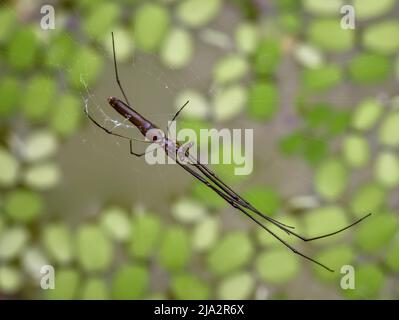 ragnatela lunga erbaccia ragno in rete sulle piante d'acqua Foto Stock