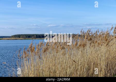 erba e altre piante che crescono vicino all'acqua del lago, tempo ventoso sul lago con piante diverse e bagliore dalla luce del sole sulle onde Foto Stock