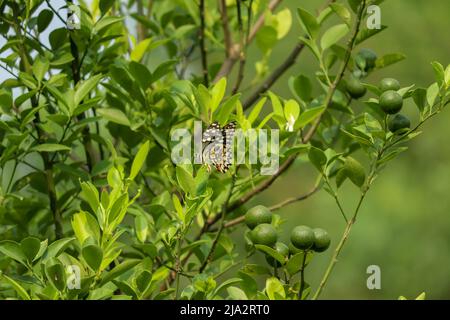 La farfalla di lime sedette sulla pianta del limone. Foto Stock