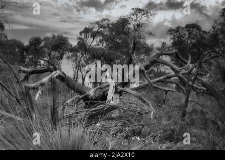 Immagine in bianco e nero di un albero che assomiglia a un ragno. Foto Stock