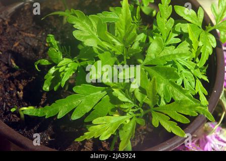 Piante giovanili di Ginkgo biloba, comunemente noto come ginkgo o gingko anche noto come albero maidenhair Foto Stock