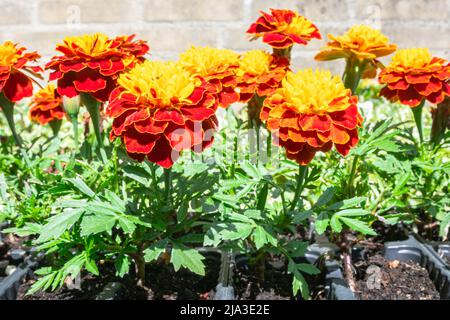 Immagine dettagliata dei fiori di Marigold di colore rosso-giallo ardente (nome latino: Tagetes) Foto Stock