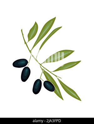 Rametto di olive barbatella disegnata a mano. Imitazione dell'acquerello, isolato, sfondo bianco. Illustrazione vettoriale Illustrazione Vettoriale