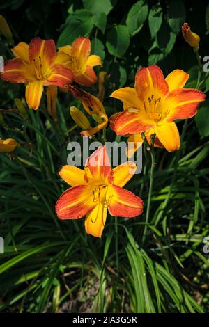 Arancio Giglio (Hemerocallis fulva) fioritura in un giardino. Foto Stock