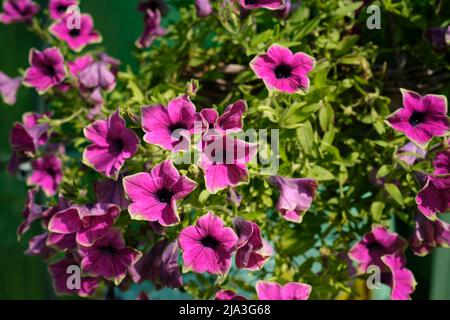 Fiori viola di petunia comune giardino (Petunia x atkinsiana, sinonimo: Petunia x hybrid), una pianta di Petunia 'notospecies' (ibrido). Foto Stock