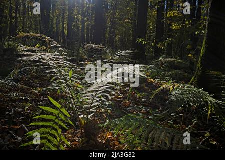 Felce maschio (Dryopteris filix-mas) che cresce all'ombra nel Parco Bitsevski (Parco Bitsa). Mosca, Russia. Foto Stock