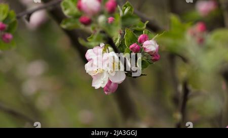 Bella mela bianca e rosa fiore, inizio primavera Foto Stock