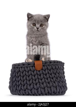 Carino piccolo blu tortie British Shortair gatto gattino con adorabili dita dei piedi colorati, in piedi davanti in grigio canestro. Guardando direttamente alla fotocamera. ISO Foto Stock