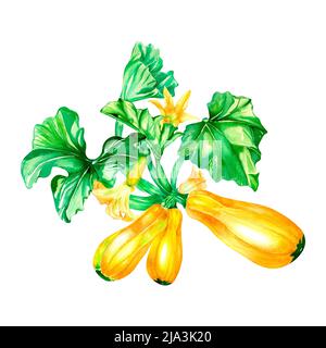 Illustrazione dell'acquerello della pianta del midollo vegetale su bianco. Gambo con foglie, squash gialli, zucchine intere, zucca di midollo, zucchine dipinte a mano per Foto Stock