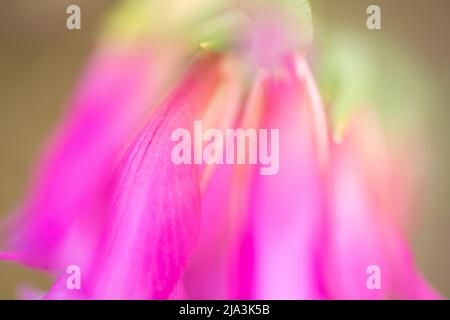 GIGLIO-SPADA COMUNE (GLADIOLUS ITALICUS) in fiore all'alba Foto Stock