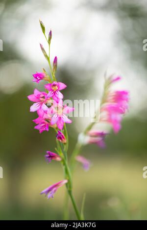 GIGLIO-SPADA COMUNE (GLADIOLUS ITALICUS) in fiore all'alba Foto Stock