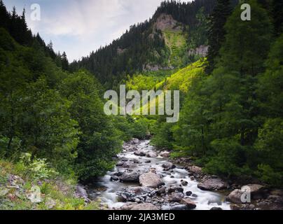 Ruscello che scorre in alta area di foresta. Immagine del torrente in valle di montagna. Acqua pulita e natura concetto. È il momento della primavera. Foto Stock