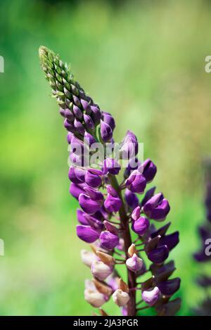 Delfinium fiore su sfondo sfocato e campo verde, primo piano. Foto Stock